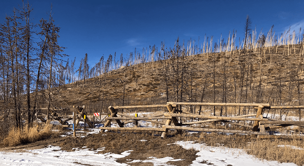Forest Fire Restoration Efforts At On The Trail Rentals Colorado